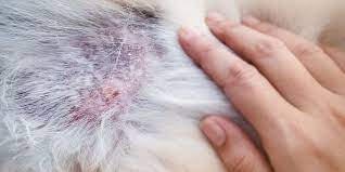 folliculitis in dogs causes symptoms