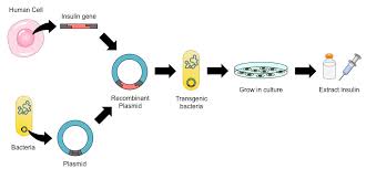 Gene Transfer Bioninja
