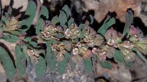 Euphorbia maculata Calflora