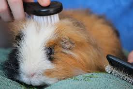 grooming guinea pigs nail t