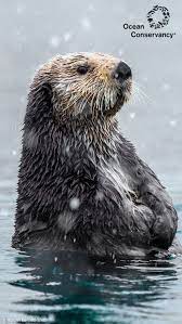 cute sea otter hd phone wallpaper