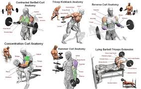 Best Arm Workout For Mass Bicep Workouts For Mass Good