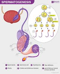 Spermatogenesis The Purpose And Process Of Spermatogenesis