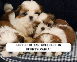 See more ideas about puppies, shih tzu puppy, shitzu puppies. 5 Best Shih Tzu Breeders In Pennsylvania 2021 We Love Doodles