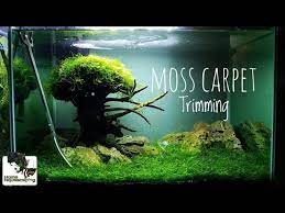 moss carpet growing without co2