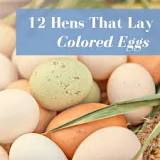 What chicken lays purple eggs?