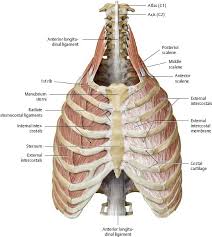 Interactive tutorials about the ribs and sternum bones, with labeled images and diagrams featuring the beautiful illustrations of getbodysmart. Thoracic Wall Atlas Of Anatomy