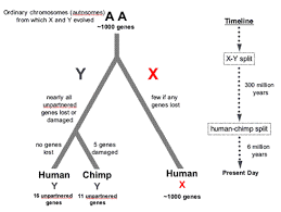 sgugenetics how the y chromosome evolved