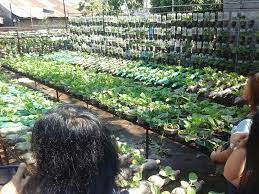 vegetable garden design ideas philippines