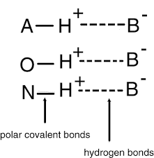 Hydrogen Bonds
