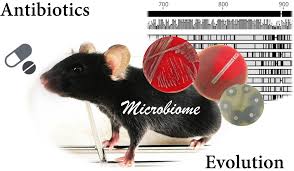 Evolutionary Mechanisms in Response of Gut Microbiome to Antibiotics Unveiled by Study