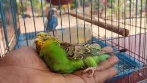 how to make a bird hospital cage a