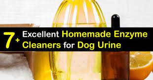 homemade enzyme cleaners for dog urine