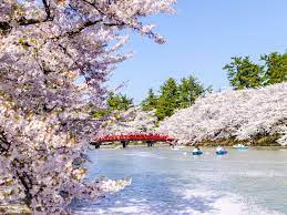 Best Cherry Blossom Festivals Viewing