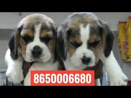 Newborn beagle puppies for sale. Pet Care Dog Beagle Puppy Male For Sale 8650006680 In Dehradun Patna Mumbai Delhi Ranchi Lucknow Youtube