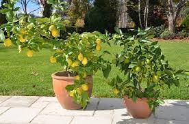 Top 5 Fruit Trees For Pots Palmers