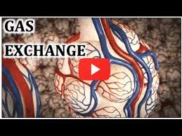 Gas Exchange Physiology Animation Made Easy