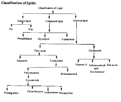 Lipids Importance Properties And Classification