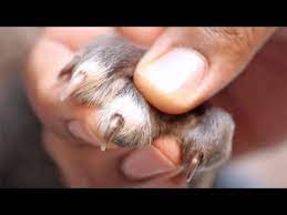 how to trim puppy nails the easy way