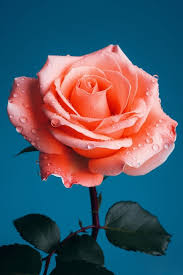 page 8 rose red flower images free