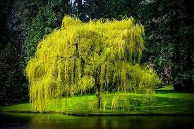 9 types of willow trees oola com
