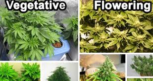 The Cannabis Light Cycle For Flowering Marijuana Plants Ilgm