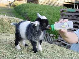New baby goats for sale! Ultimate Guide To Keeping Pygmy Goats As Pets