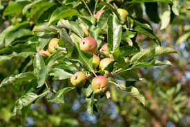 15 types of apple trees to grow