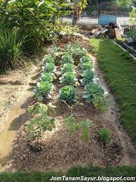 Kamu bisa mengubah taman mungil di rumah menjadi kebun sayur sederhana yang dapat diisi sesuka hati. Jom Tanam Sayur Jts Kebun Tepi Rumah Ktr Cara Menyuburkan Tanah Di Halaman Rumah