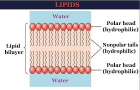 lipids definition javatpoint