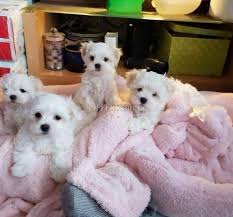 cute maltese puppies 694425en