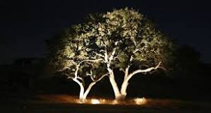 Hur Ljussätter man ett träd?