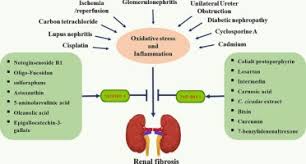 theutic target in renal fibrosis