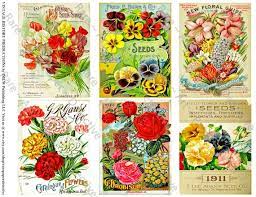 Antique Seed Packets 6 Printed Flower