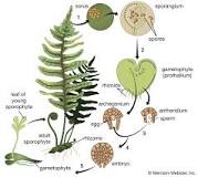 is-the-gametophyte-generation-dominant