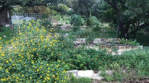 south austin community garden