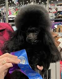 pomroth toy poodle a toy poodle