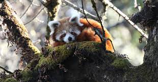 red panda is being driven closer to