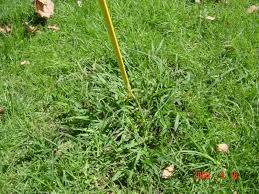 Crabgrass Control Removal Killer Crab Grass Weed Twister Remover