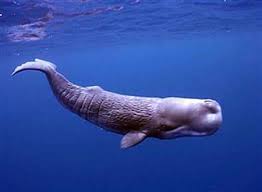 Di perut paus sepanjang hampir 10 meter itu ditemukan sampah plastik sekitar 6 kilogram. Mengapa Sperma Bikin Ikan Paus Kuat Menyelam 90 Menit Okezone Techno