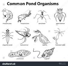 Illustration Common Pond Organisms Stock Vector Royalty