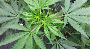 Cuenta ademas con directorio de empresas, foros, y chat. How To Water Cannabis Plants La Huerta Grow Shop Blog