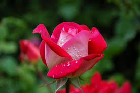how to plant roses tips for starting a