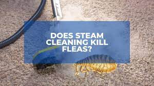 does steam cleaning kill fleas