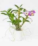 when-should-you-repot-an-orchid