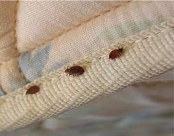 bed bug furniture couch sofa bugs