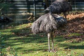 emu gotta hear about this steves