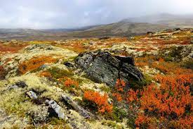 tundra biome the habitat encyclopedia