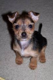 Pup dogs shih poo animals design development puppies puppies for sale. Silkyhuahua Silky Terrier Chihuahua Mix Info Puppies Pictures