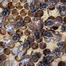 queens drones and worker honey bees